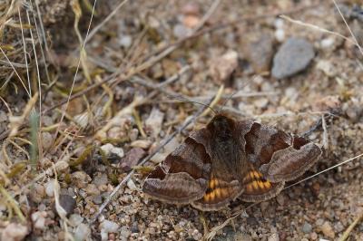 <i>Euclidia glyphica</i>