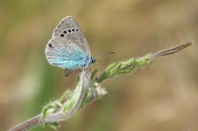 <i>Glaucopsyche alexis</i>