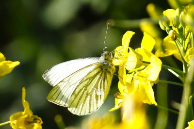<i>Pieris napi</i>