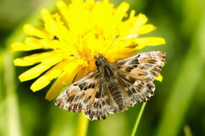 <i>Carcharodus alceae</i>