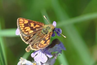 <i>Carterocephalus palaemon</i>