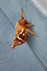 <i>Korscheltellus lupulinus</i>