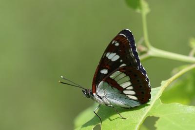<i>Limenitis reducta</i>