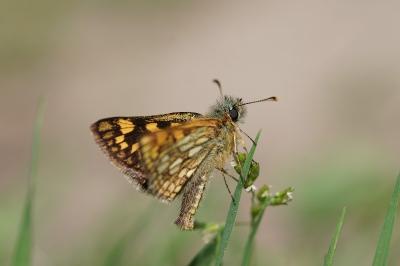 <i>Carterocephalus palaemon</i>