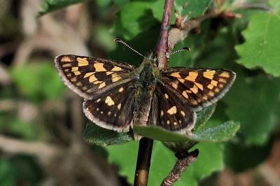 <i>Carterocephalus palaemon</i>