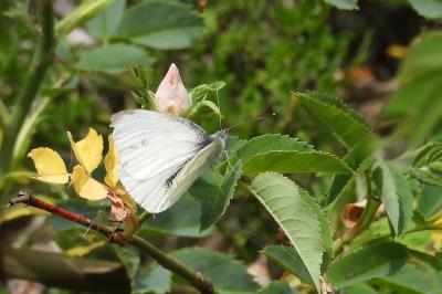 <i>Pieris rapae</i>
