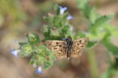 <i>Carcharodus alceae</i>