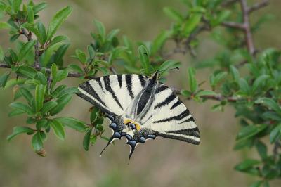 <i>Iphiclides podalirius</i>