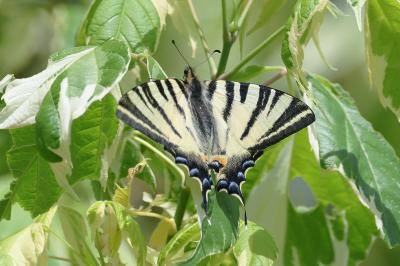 <i>Iphiclides podalirius</i>