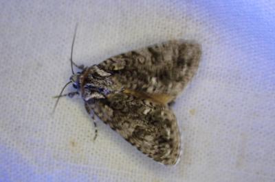 <i>Acronicta rumicis</i>