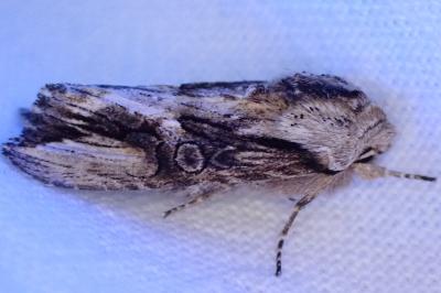 <i>Agrotis puta</i>