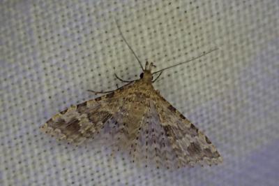 <i>Alucita hexadactyla</i>