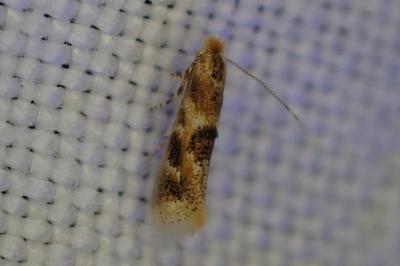 <i>Bucculatrix ulmella</i>