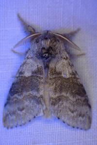 <i>Calliteara pudibunda</i>