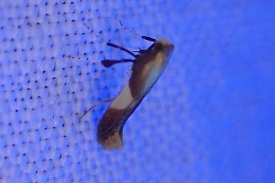 <i>Caloptilia alchimiella</i>