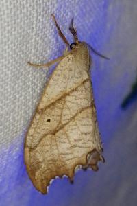 <i>Falcaria lacertinaria</i>