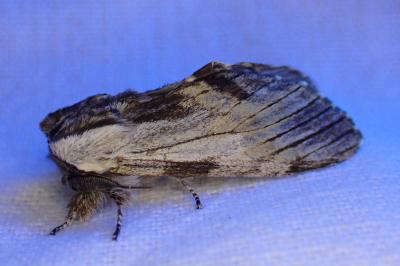<i>Harpyia milhauseri</i>