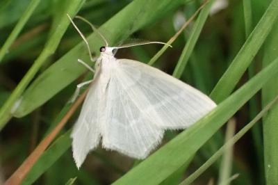 <i>Jodis lactearia</i>