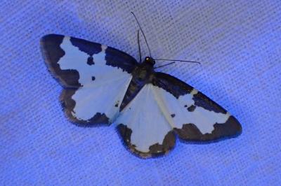 <i>Lomaspilis marginata</i>