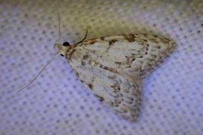 <i>Nola confusalis</i>