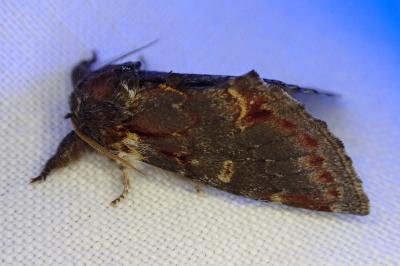 <i>Notodonta dromedarius</i>