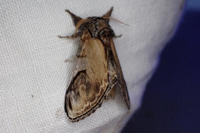 <i>Notodonta ziczac</i>