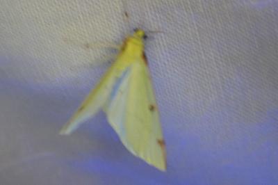 <i>Opisthograptis luteolata</i>