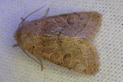 <i>Orthosia cerasi</i>