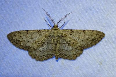 <i>Peribatodes rhomboidaria</i>