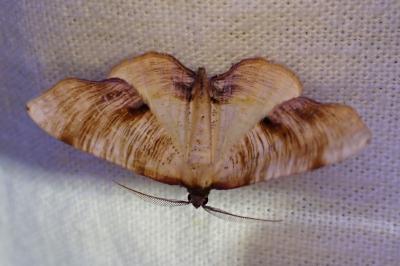 <i>Plagodis dolabraria</i>