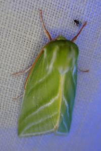 <i>Pseudoips prasinanus</i>