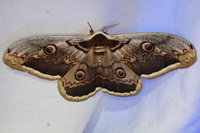 <i>Saturnia pyri</i>