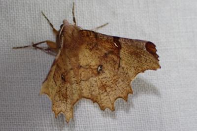 <i>Selenia lunularia</i>