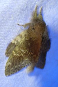 <i>Stauropus fagi</i>