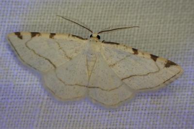 <i>Stegania trimaculata</i>