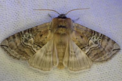 <i>Tethea ocularis</i>