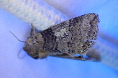 <i>Tethea or</i>