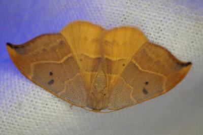 <i>Watsonalla binaria</i>