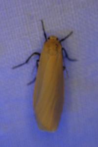 <i>Wittia sororcula</i>