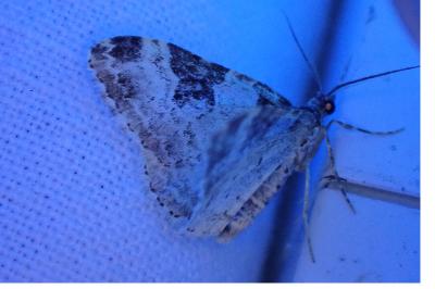 <i>Xanthorhoe fluctuata</i>