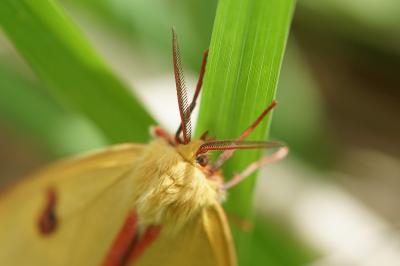 <i>Diacrisia sannio</i>
