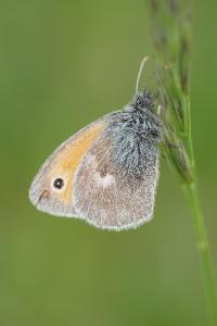 <i>Coenonympha pamphilus</i>