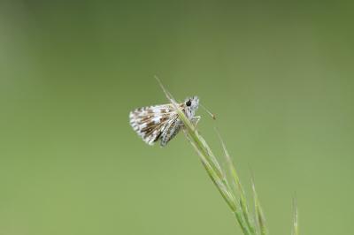 <i>Pyrgus malvae</i>