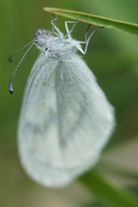 <i>Leptidea sinapis</i>