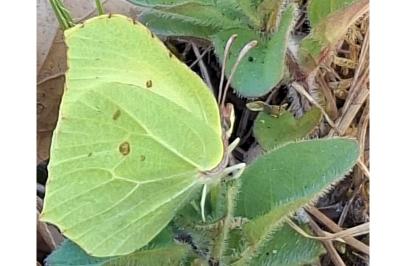 <i>Gonepteryx rhamni</i>