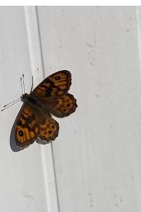 <i>Lasiommata megera</i>