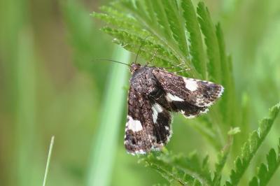 <i>Tyta luctuosa</i>