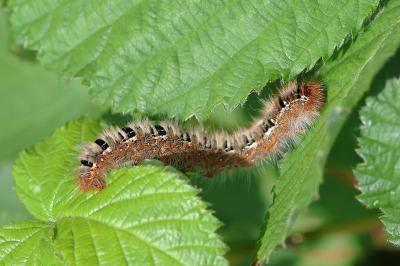<i>Lasiocampa quercus</i>