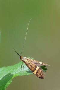 <i>Nemophora degeerella</i>