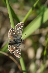 <i>Pyrgus malvae</i>